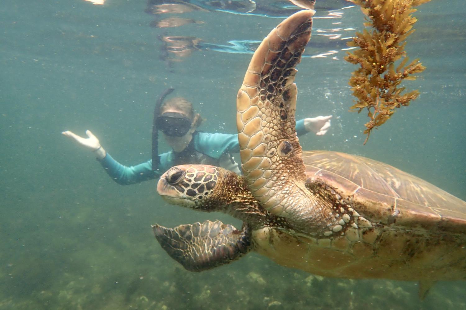 一名<a href='http://htgde.shoushenyao.com'>全球十大赌钱排行app</a>学生在Galápagos群岛游学途中与一只巨龟游泳.